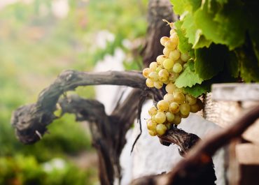 Uvas Vino andalucia