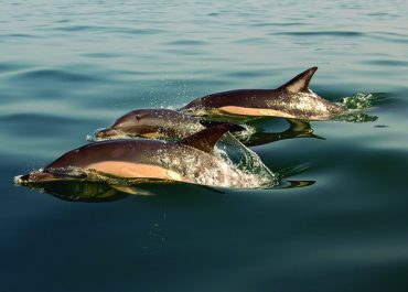 Delfines, Nazaré, Portugal