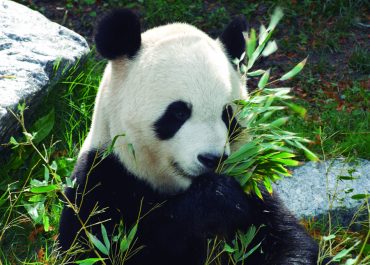 oso panda zoo madrid